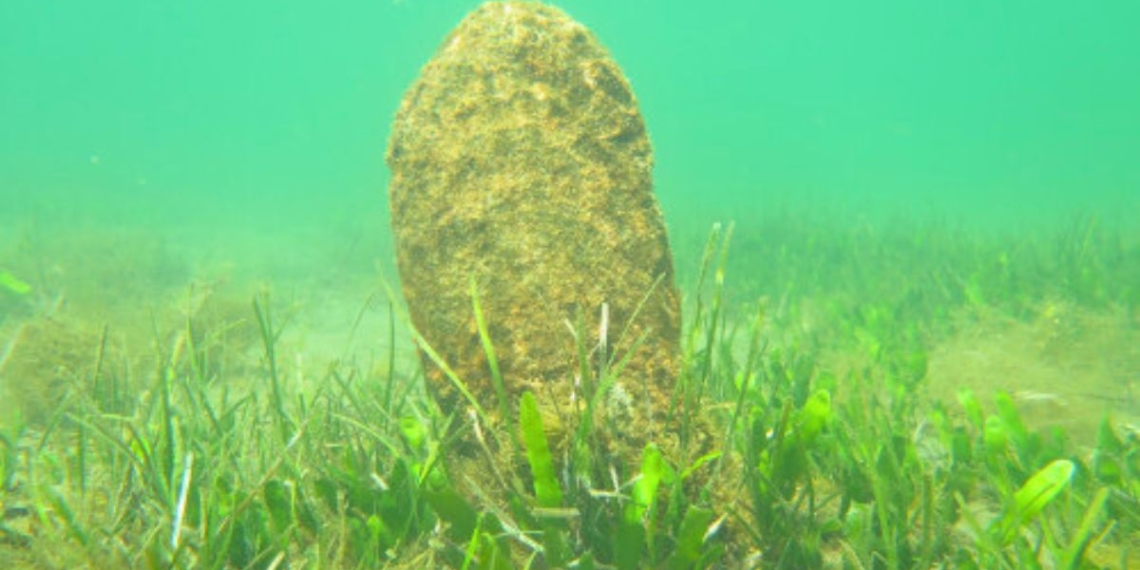 notícies Delta de l'Ebre