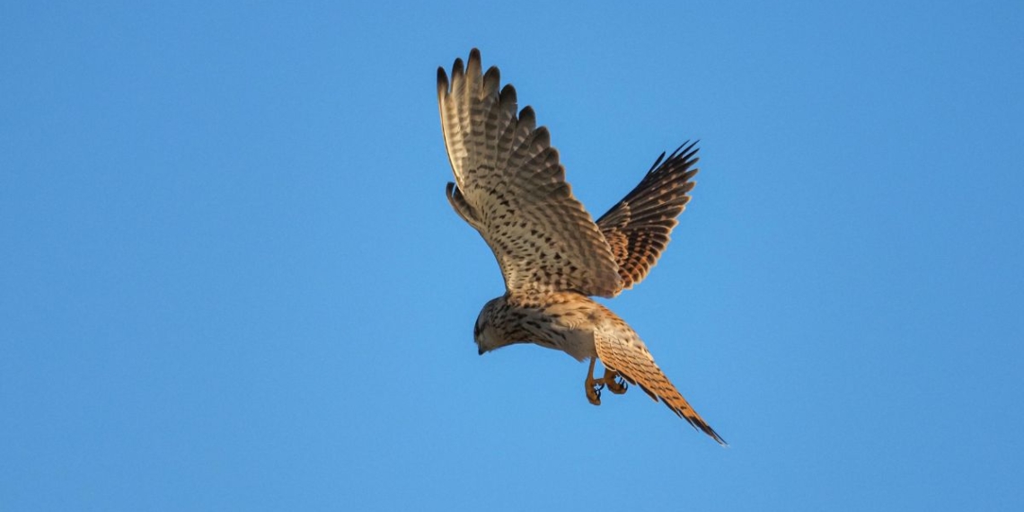 notícies Terres de l'Ebre