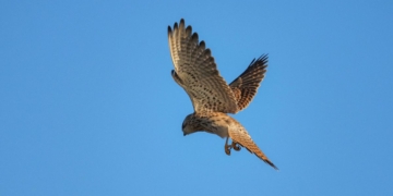 notícies Terres de l'Ebre