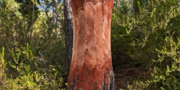 notícies Parc Natural dels Ports