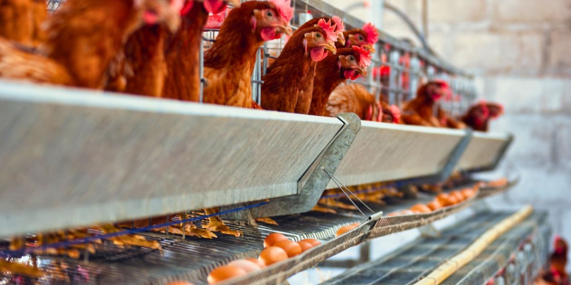 Els productors avícoles mostren la seva preocupació davant l’auge de casos de grip aviària en aus silvestres