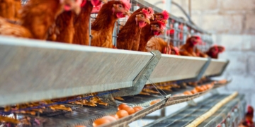 Els productors avícoles mostren la seva preocupació davant l’auge de casos de grip aviària en aus silvestres