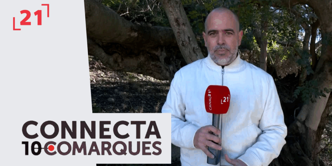 Neteja forestal de camins a Tivenys