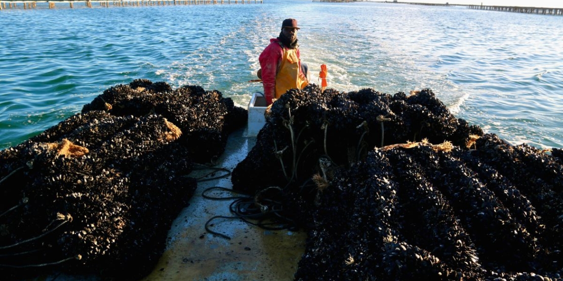 Notícies musclo Delta de l'Ebre