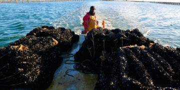 Notícies musclo Delta de l'Ebre