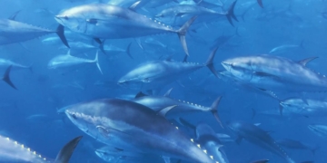 notícies l'Ametlla de Mar