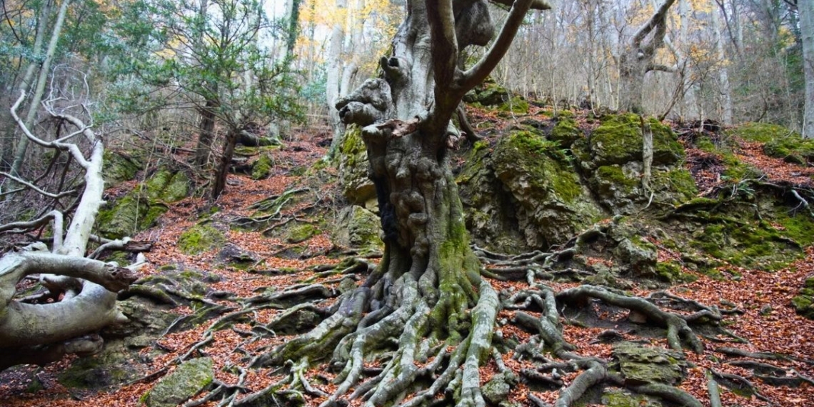 notícies parc natural dels Ports