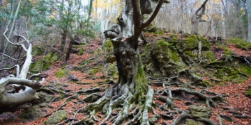 notícies parc natural dels Ports