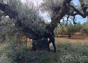 noticies Santa Bàrbara