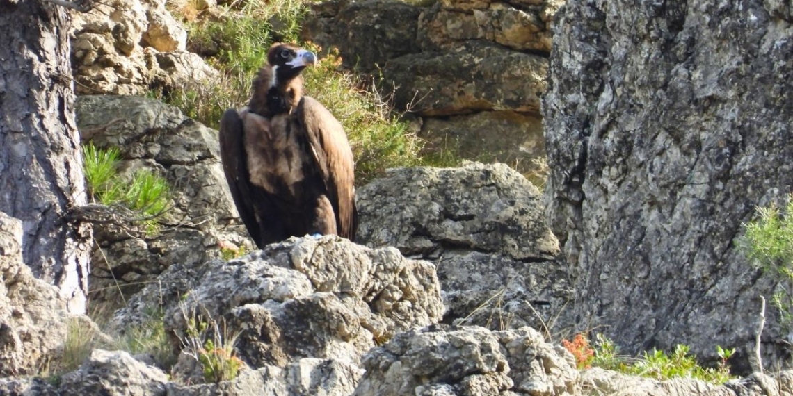 notícies Parc Natural dels Ports