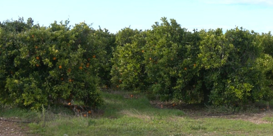 notícies clementines