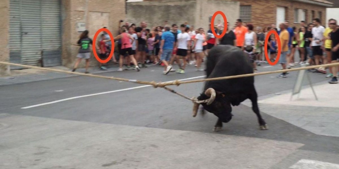 notícies bou capllaçat