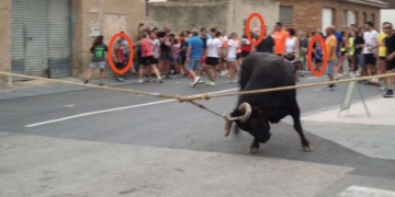 notícies bou capllaçat