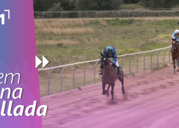 Cursa de cavalls pura sang anglesos a La Sènia