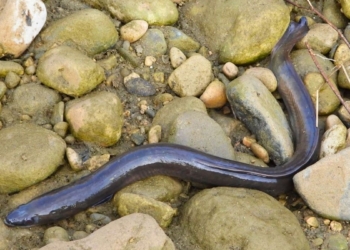 Anguila de río