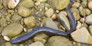 Anguila de río