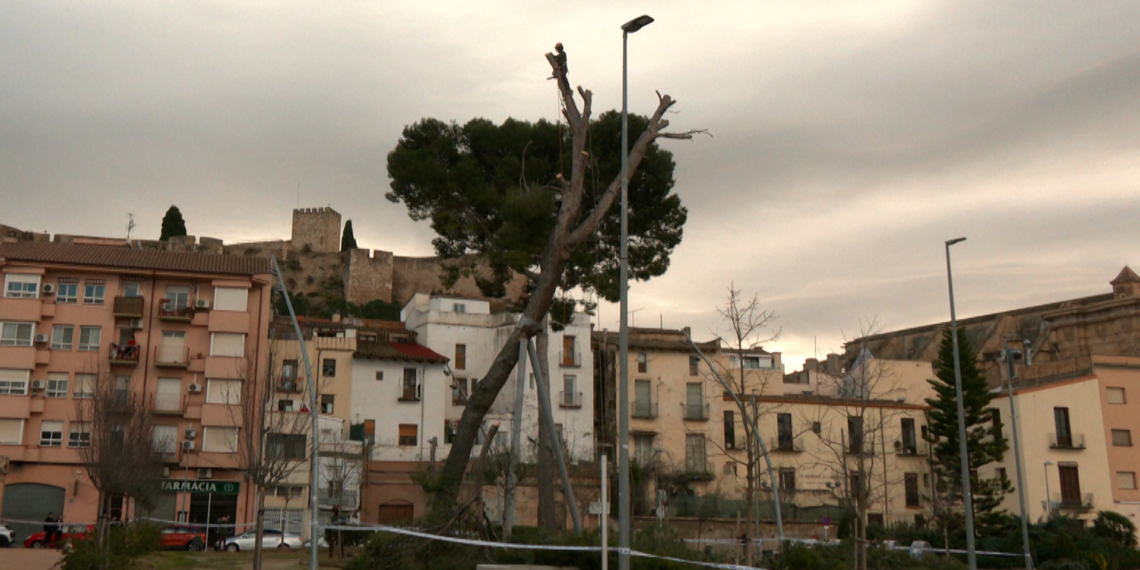 Tortosa talla un pi emblemàtic al costat del Museu pel risc de caiguda despres de les fortes ventades