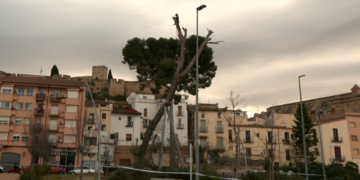 Tortosa talla un pi emblemàtic al costat del Museu pel risc de caiguda despres de les fortes ventades