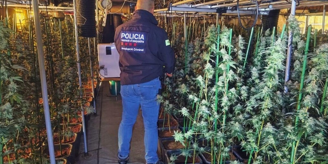 Plantació de marihuana