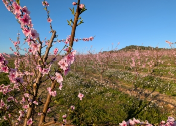 El sol accelera la floració dels arbres fruiters i impulsa les experiències de La Ribera en Flor