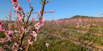 El sol accelera la floració dels arbres fruiters i impulsa les experiències de La Ribera en Flor