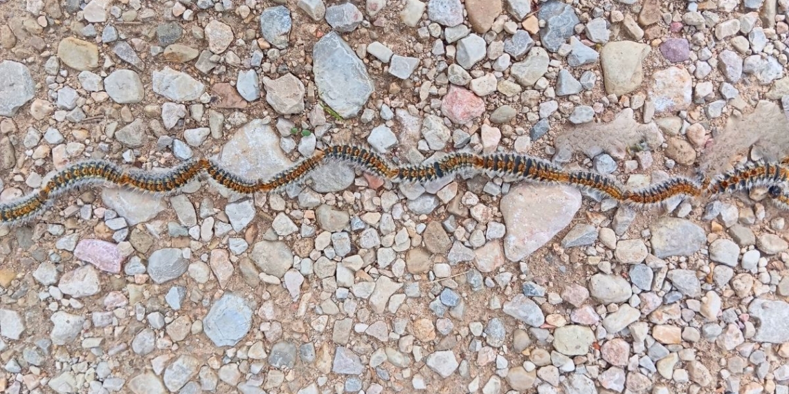 Oruga procesionaria pequeña