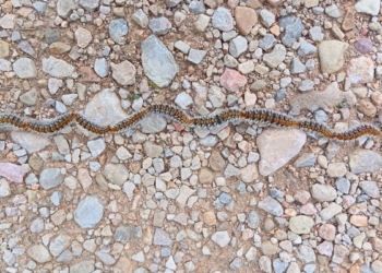 Oruga procesionaria pequeña