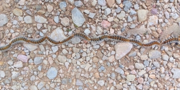 Oruga procesionaria pequeña