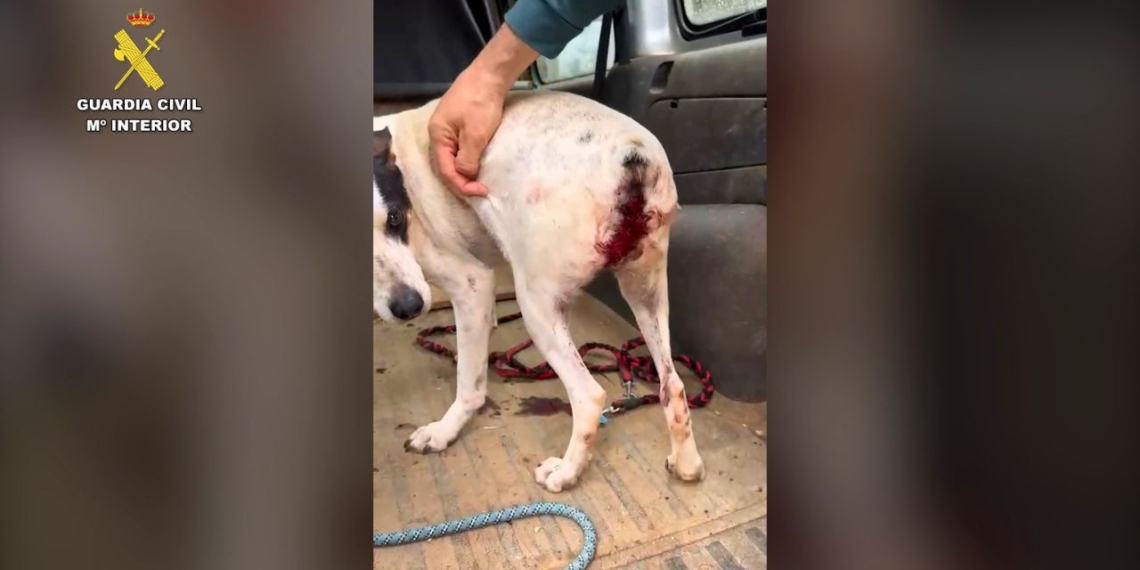 delicte de maltractament animal