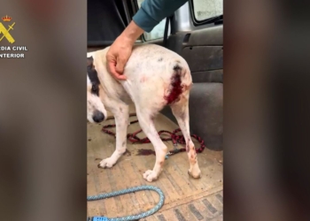 delicte de maltractament animal