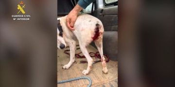 delicte de maltractament animal