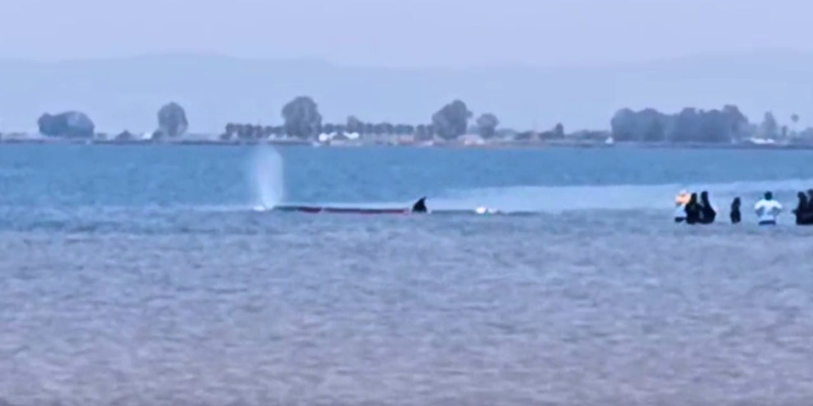 notícies ebre