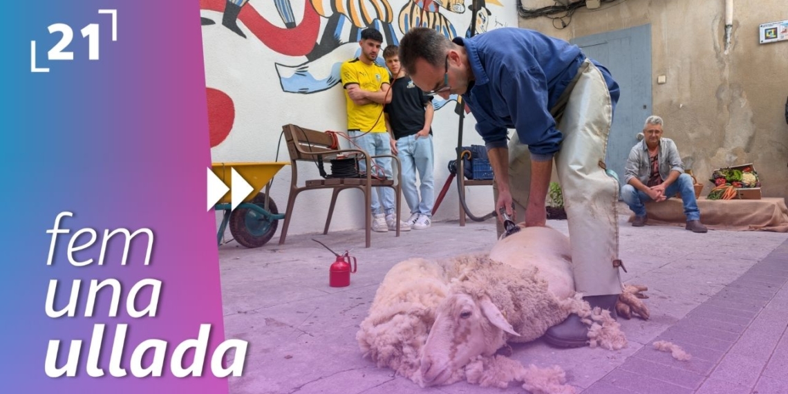 Fira Gastronòmica de la Sénia: Demostració d’esquilar ovelles