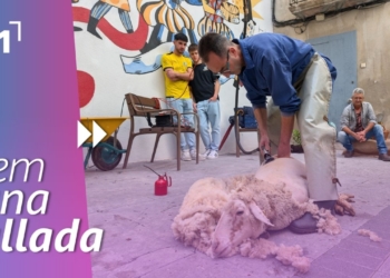 Fira Gastronòmica de la Sénia: Demostració d’esquilar ovelles