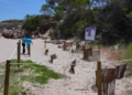 ametlla de mar proteccio dunes