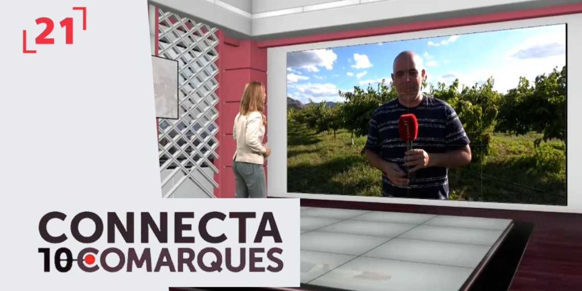 Inici de la campanya de la fruita dolça a la Ribera d’Ebre