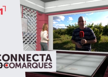 Inici de la campanya de la fruita dolça a la Ribera d’Ebre
