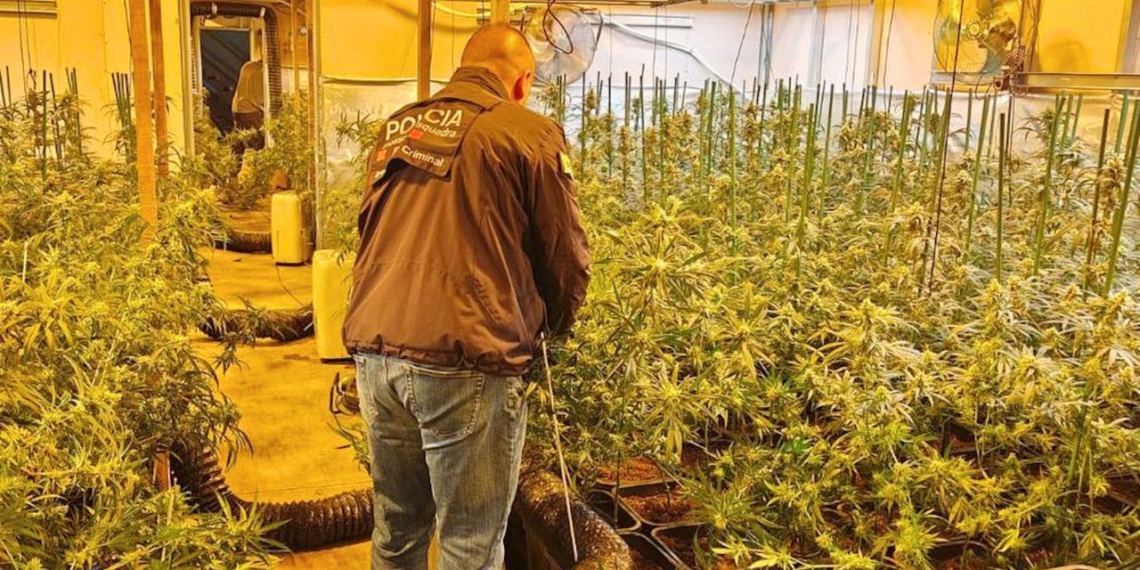 plantacio marihuana tortosa