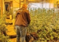 plantacio marihuana tortosa