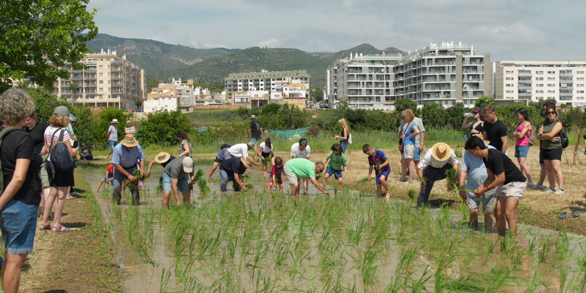 La Ràpita estrena amb èxit un arrossar municipal per a la Festa de la Plantada