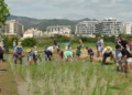 La Ràpita estrena amb èxit un arrossar municipal per a la Festa de la Plantada
