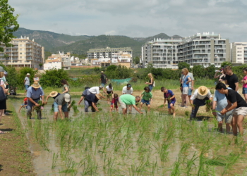 La Ràpita estrena amb èxit un arrossar municipal per a la Festa de la Plantada