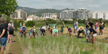 La Ràpita estrena amb èxit un arrossar municipal per a la Festa de la Plantada