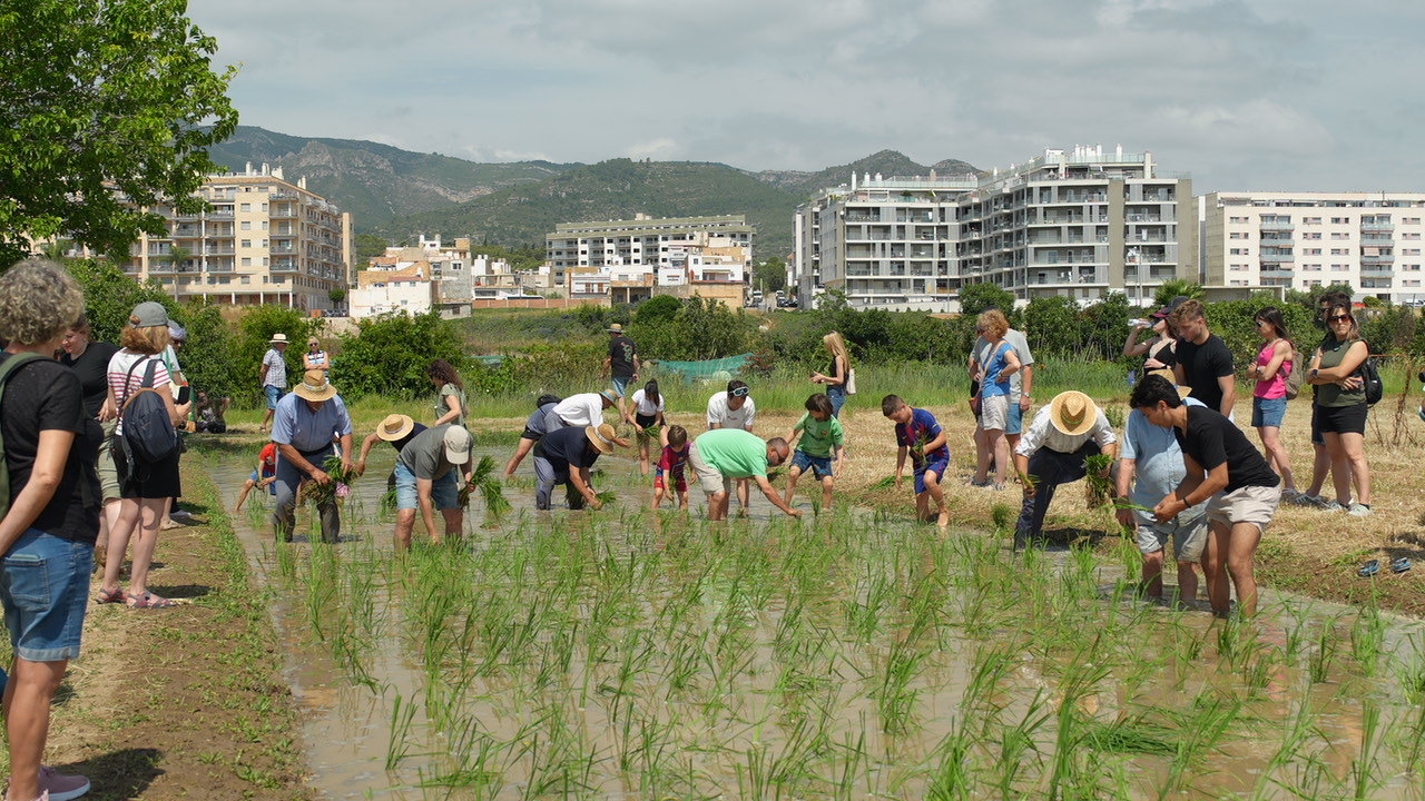 La Ràpita estrena amb èxit un arrossar municipal per a la Festa de la Plantada