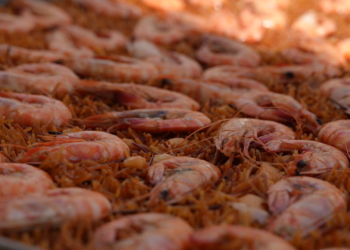 Les Cases d’Alcanar estrena les primeres jornades ‘Sabors de la Mar’ per potenciar el llangostí i el peix de llotja