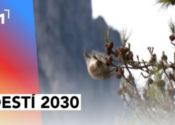 La processionària del pi al Parc Natural dels Ports