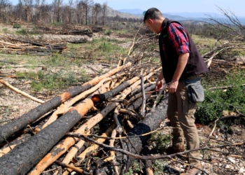 Empreses forestals retiren els arbres cremats al foc de Paüls i netegen les finques sense cost per als propietaris
