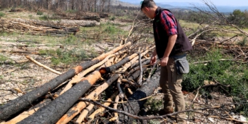 Empreses forestals retiren els arbres cremats al foc de Paüls i netegen les finques sense cost per als propietaris