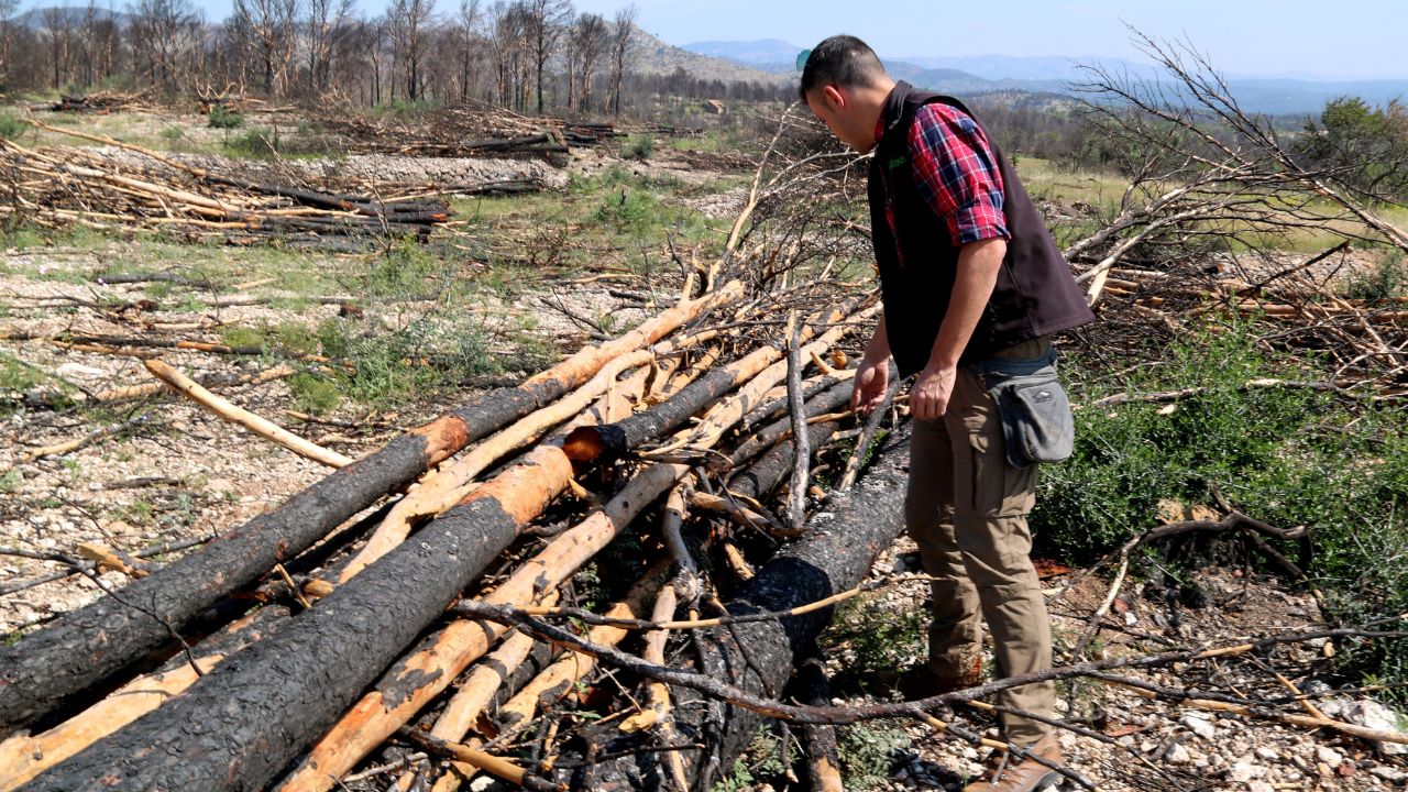 Empreses forestals retiren els arbres cremats al foc de Paüls i netegen les finques sense cost per als propietaris