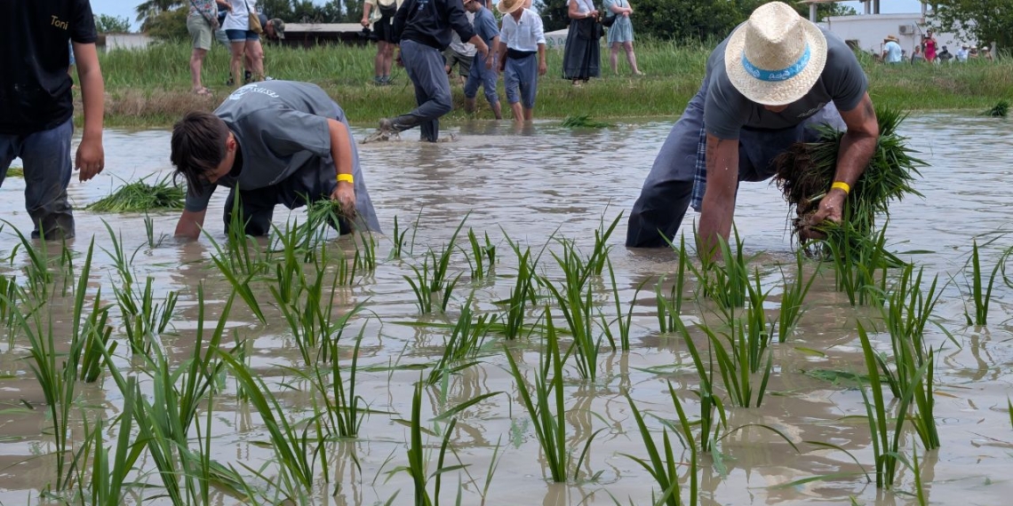 Deltebre celebra la Plantada de l’Arròs amb el compromís d’Interior de blindar el Delta davant els riscos climàtics